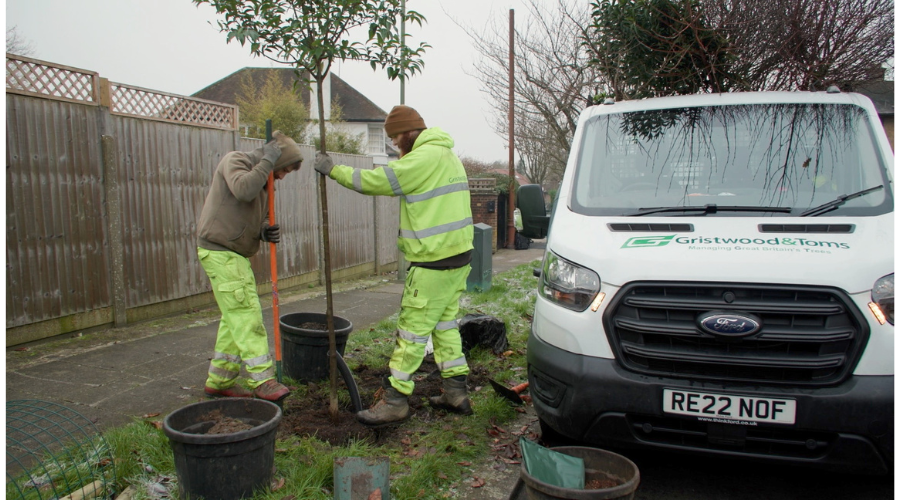 workers planting a tree