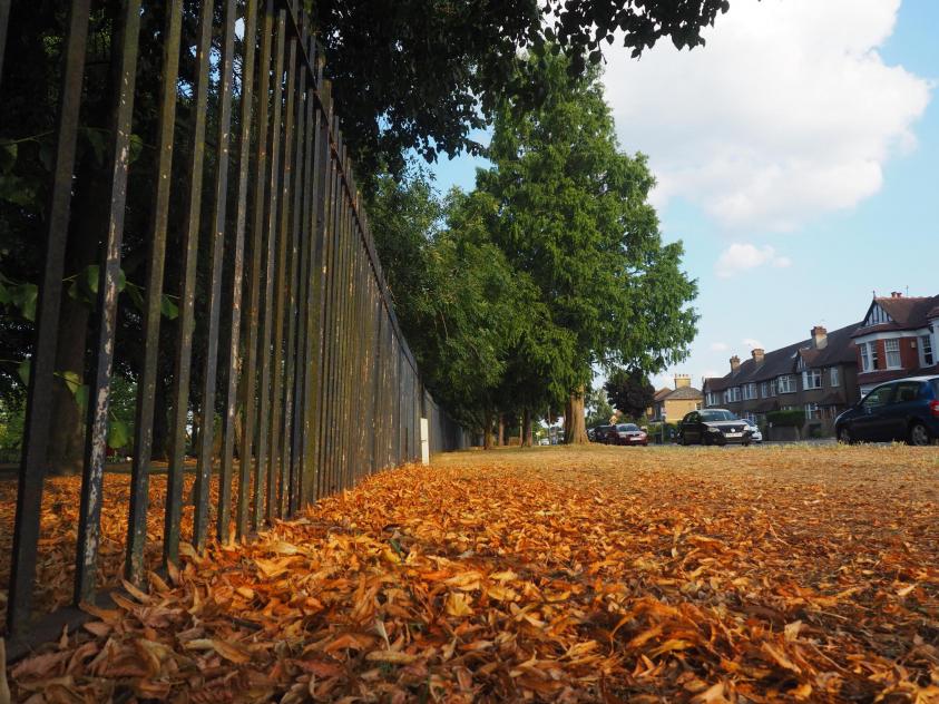 Leaf fall in a park