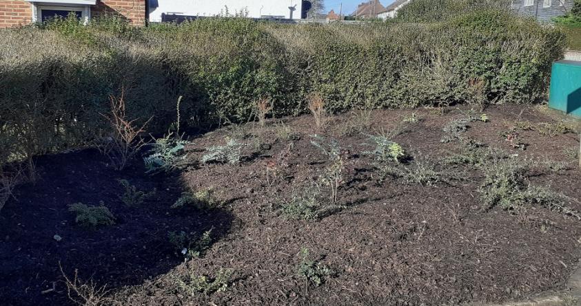 New shrub beds in Goldbeaters Grove, Burnt Oak